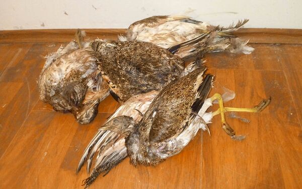 Убитые браконьерами редкие виды птиц - Sputnik Азербайджан