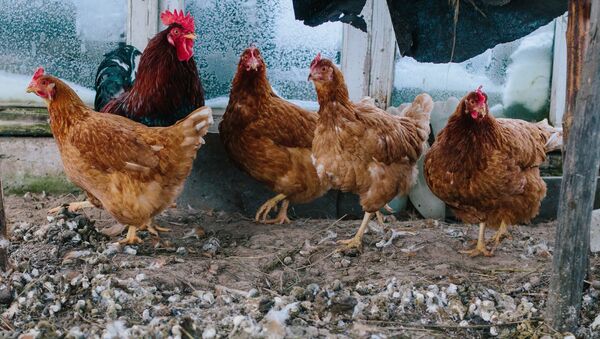 Петух и курицы в курятнике, фото из архива - Sputnik Азербайджан