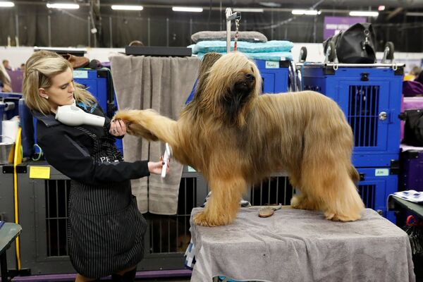 Участники крупнейшей ежегодной выставки собак Westminster Kennel Club Dog Show в Нью-Йорке - Sputnik Азербайджан