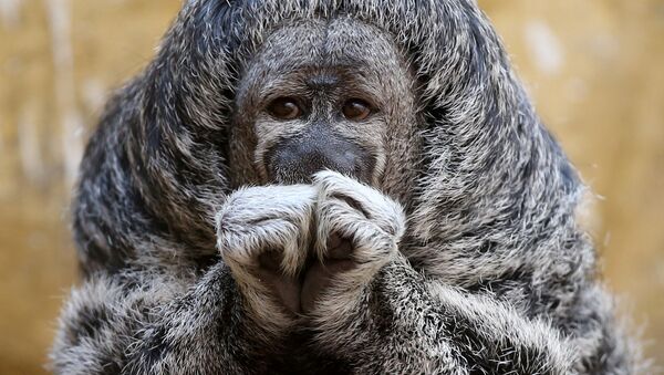 Взгрустнувший примат Саки-монах в зоопарке Лимы, Перу - Sputnik Азербайджан