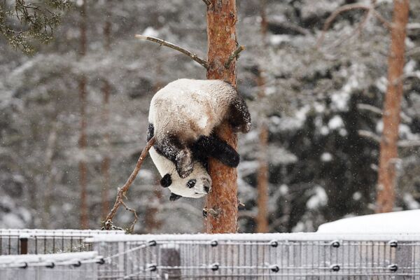 Панда Луми во время снегопада в зоопарке Эхтяри, Финляндия - Sputnik Азербайджан