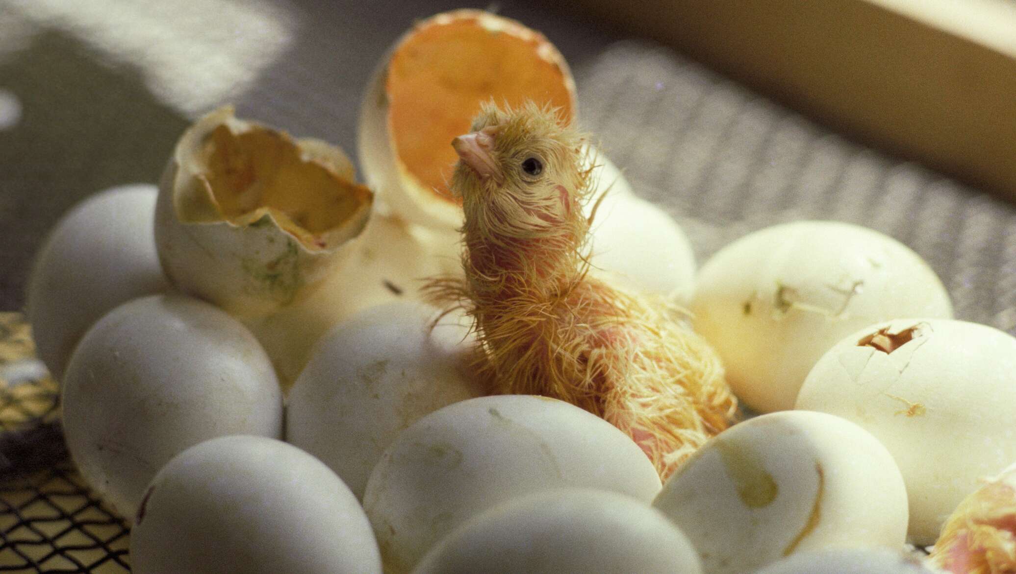Hatching eggs. Птенец вылупившийся из яйца. Цыпленок вылупляется. Цыпленок вылупился. Цыплёнок вылупдяется из яйца.