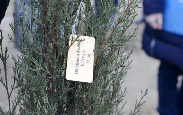Акция по посадке деревьев, приуроченная к 26-й годовщине Ходжалинского геноцида - Sputnik Азербайджан