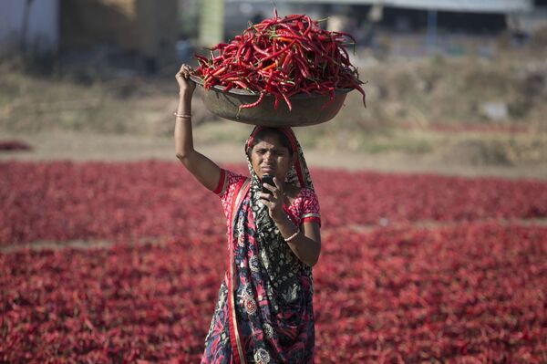 Индианка смотрит на экран своего мобильного телефона во время сбора урожая красного перца в Гандинагаре, Индия - Sputnik Азербайджан