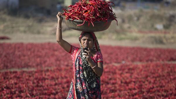 Индианка смотрит на экран своего мобильного телефона во время сбора урожая красного перца в Гандинагаре, Индия - Sputnik Азербайджан