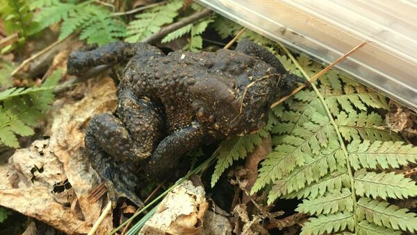Безголовая жаба, обнаруженная в лесах Коннектикута - Sputnik Азербайджан