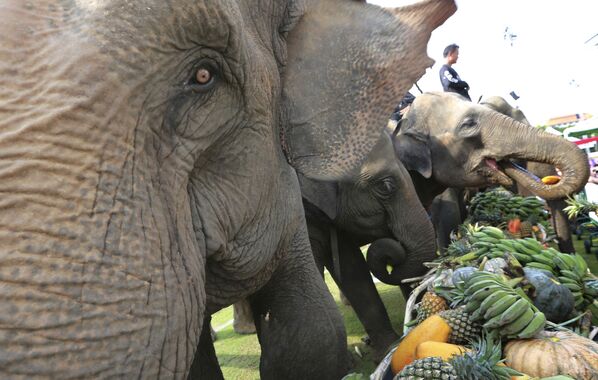 Слоны едят фрукты перед началом слоновьего поло в Банкоке, Таиланд - Sputnik Азербайджан