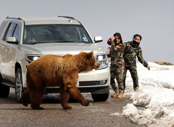 Курдские женщины-военные Пешмерга и журналисты выпускают в дикую природу медведя, спасенного активистами - Sputnik Азербайджан