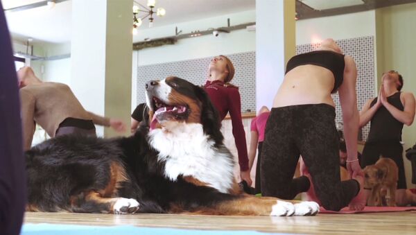 Дога: йога с собаками - Sputnik Азербайджан