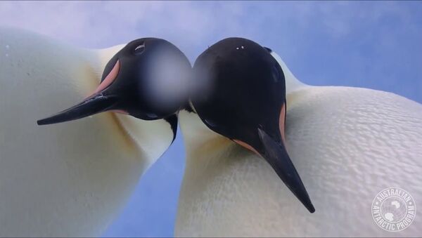 Два любопытных пингвина устроили фотоссесию в Антарктике - Sputnik Азербайджан
