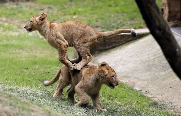 Два львенка играют в зоопарке Йоханнесбурга, Южная Африка - Sputnik Азербайджан
