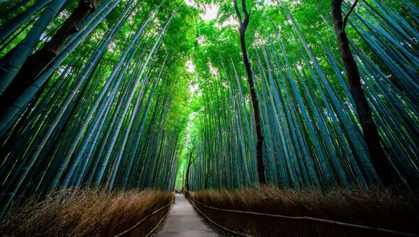 Бамбуковый лес Сагано в Японии - Sputnik Азербайджан