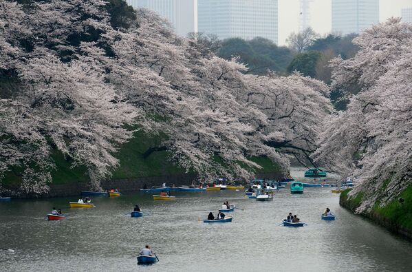 Люди катаются на лодках под ветвями цветущей сакуры в Токио, Япония - Sputnik Азербайджан