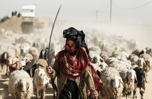 Женщина пасет стадо овец на окраине города Газа - Sputnik Азербайджан