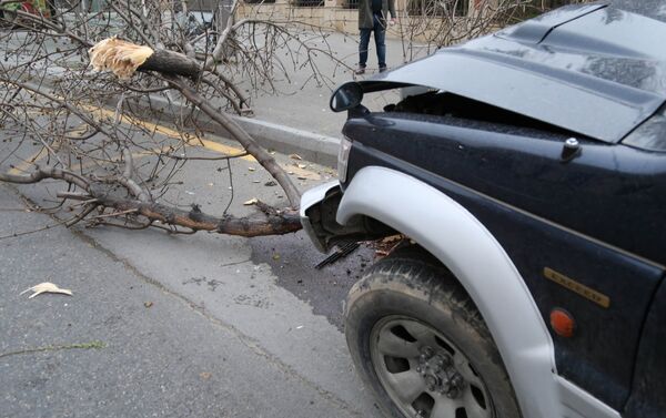 В Баку из-за сильного ветра автомобиль врезался в дерево - Sputnik Азербайджан