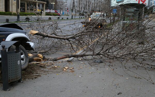 В Баку из-за сильного ветра автомобиль врезался в дерево - Sputnik Азербайджан