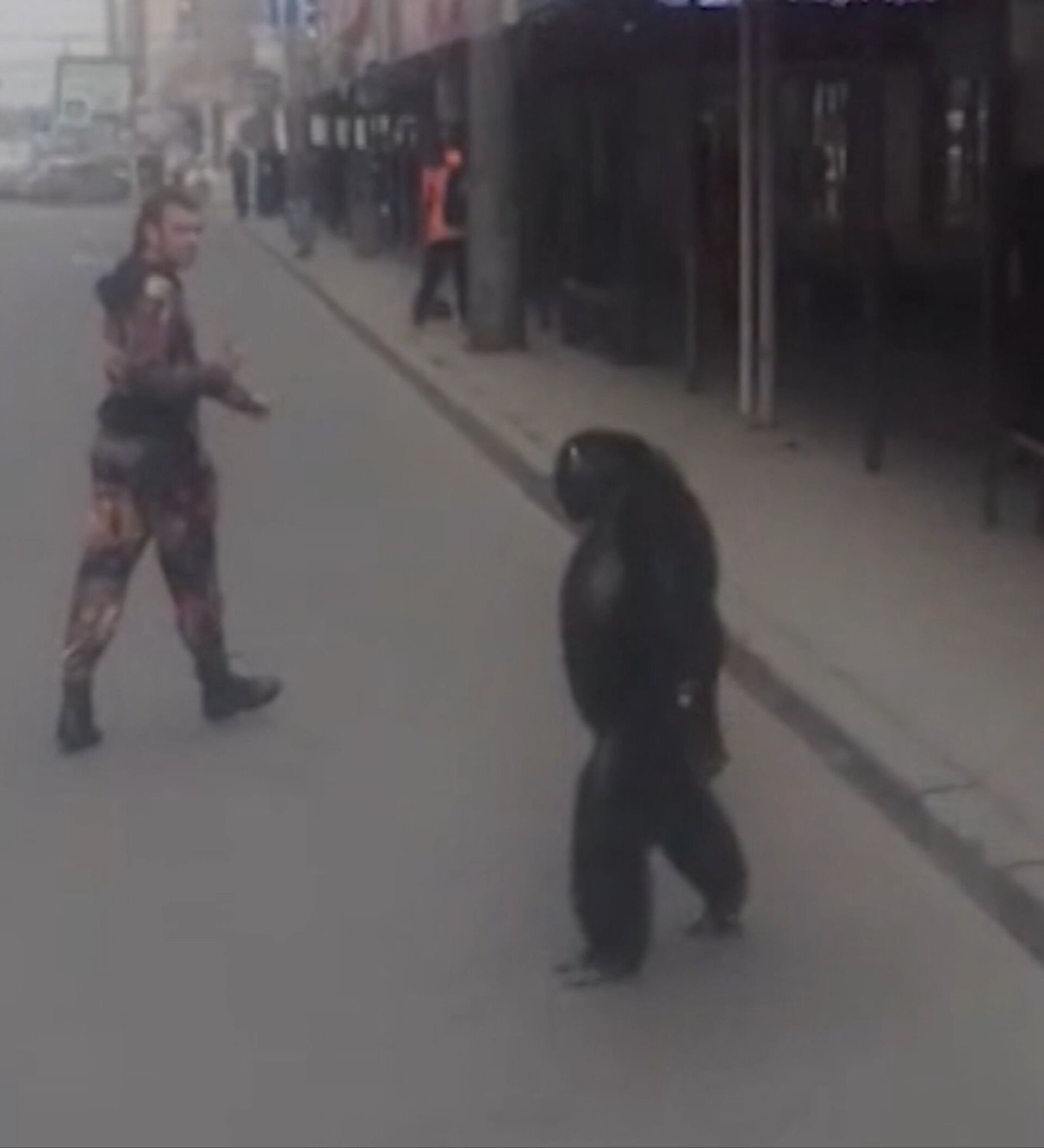 Сбежала обезьяна. Две обезьяны сбежали из цирка. Сбежавший шимпанзе чача.