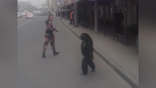 Шимпанзе сбежал из гастролирующего цирка в Краснодаре - Sputnik Азербайджан