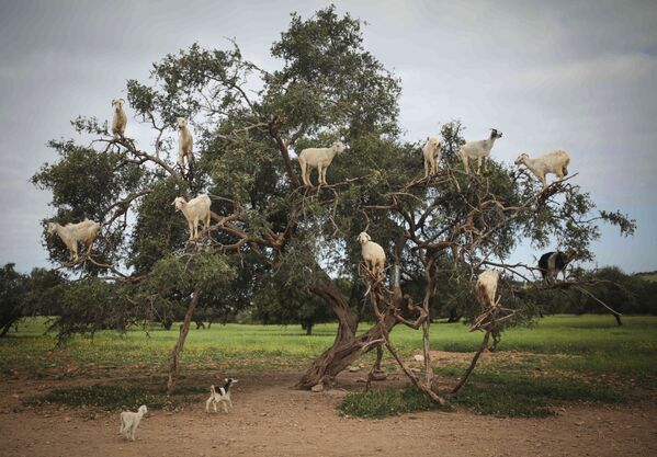 Козы ищут пропитание на Аргановом дереве на юго-западе Марокко - Sputnik Азербайджан
