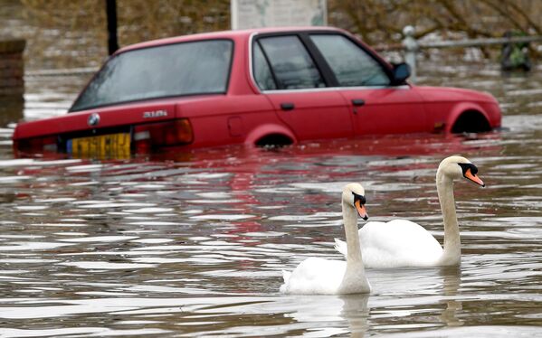 Лебеди на затопленной улице в западном Лондоне - Sputnik Азербайджан