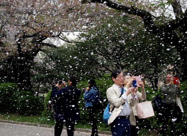 Цветение сакуры в парке Токио, Япония - Sputnik Азербайджан