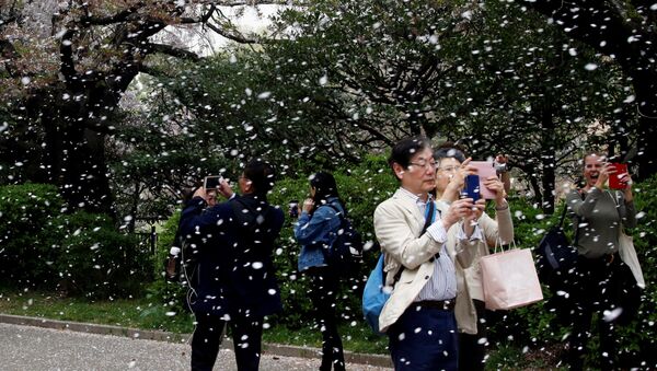 Цветение сакуры в парке Токио, Япония - Sputnik Azərbaycan