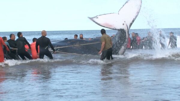 Выбросившегося на берег горбатого кита спасли в Аргентине - Sputnik Азербайджан