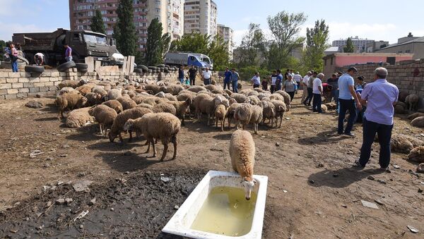 Продажа мелкого рогатого скота в Баку, фото из архива - Sputnik Азербайджан