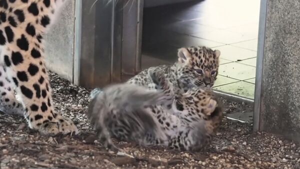 В венском зоопарке родились детеныши амурского леопарда - Sputnik Азербайджан