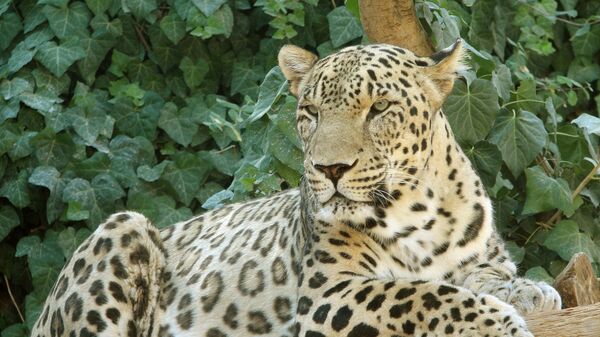 Кавказский леопард, фото из архива - Sputnik Азербайджан