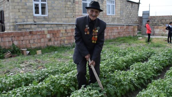 Не стареют душой ветераны: 97-летний азербайджанец растит виноградник - Sputnik Азербайджан