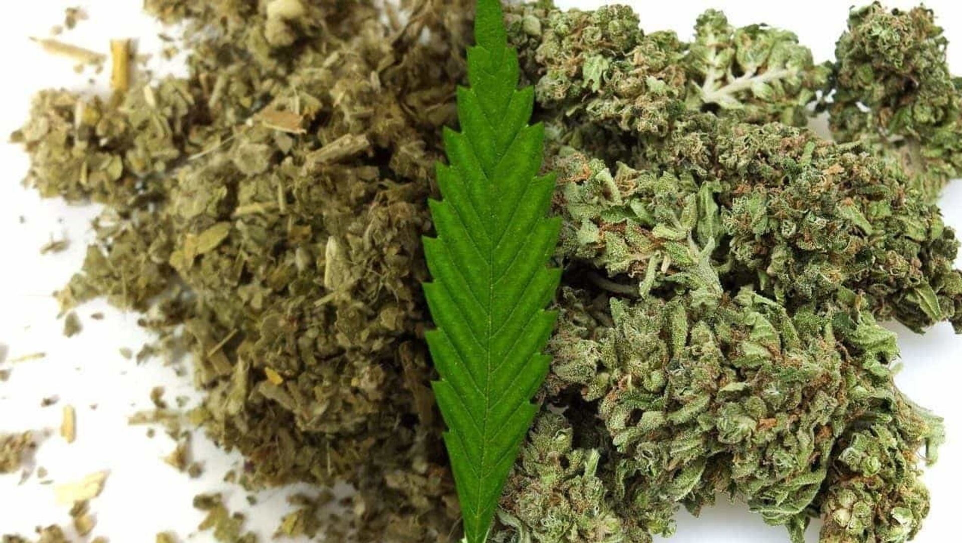 Отличие шишек от марихуаны выращиваем в россии коноплю