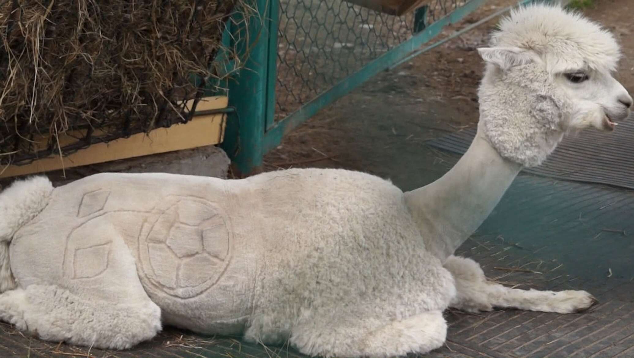 Альпака стриженная
