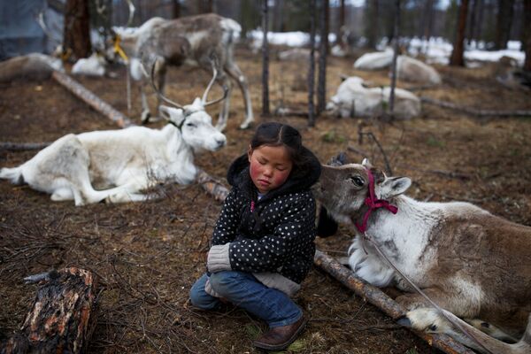 Шестилетняя монгольская девочка сидит среди оленей в лесу недалеко от деревни Цагааннуур, Монголия - Sputnik Азербайджан