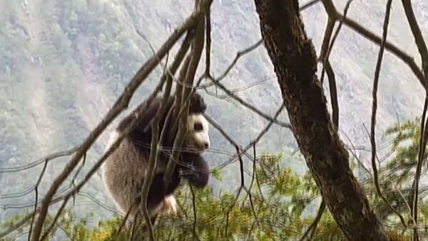 Детеныш дикой панды в китайском заповеднике Вулонг - Sputnik Азербайджан