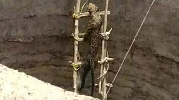 Кадры спасения леопарда, свалившегося в колодец - Sputnik Азербайджан