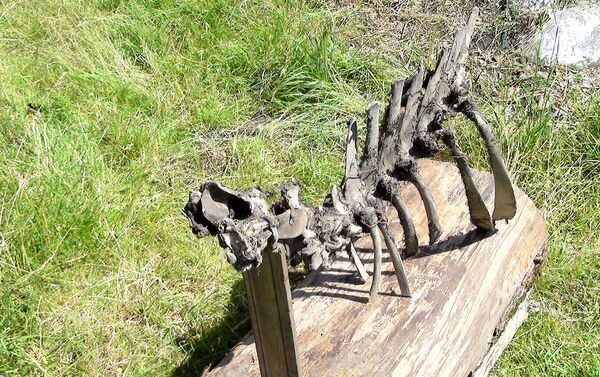 Cкелет невиданного животного, найденный в Габале - Sputnik Азербайджан