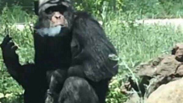 Новая звезда соцсетей – курящий шимпанзе из Китая - Sputnik Азербайджан