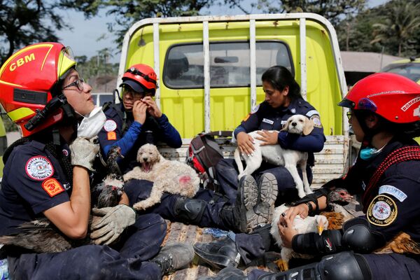 Спасатели с животными, извлеченными из-под завалов зданий во время изверждения вулкана Фуэго в Гватемале - Sputnik Азербайджан