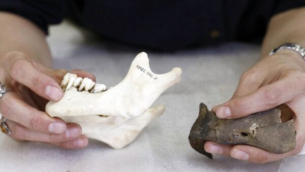 Фрагмент нижней челюсти человека, найденный в ходе археологических раскопок, фото из архива - Sputnik Азербайджан