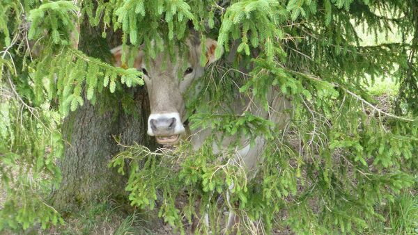 Корова под деревом, фото из архива - Sputnik Азербайджан