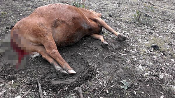 Погибшее от сибирской язвы животное Погибшее от сибирской язвы животное - Sputnik Азербайджан