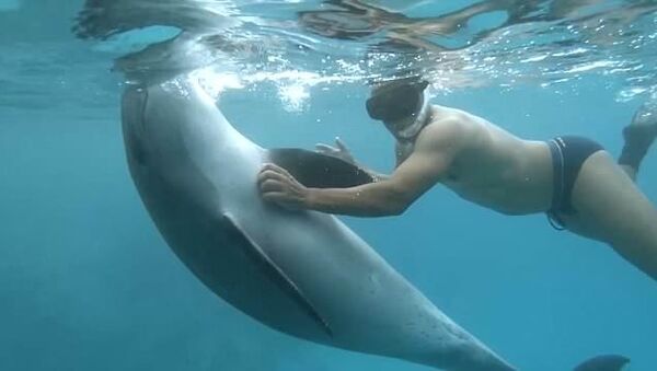 Дружелюбный дельфин и дайверы попали на видео в Красном море - Sputnik Азербайджан