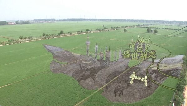 Китайские фермеры создают удивительные рисунки на рисовых полях - Sputnik Азербайджан