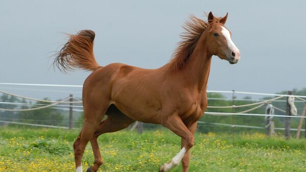 Лошадь, фото из архива - Sputnik Азербайджан