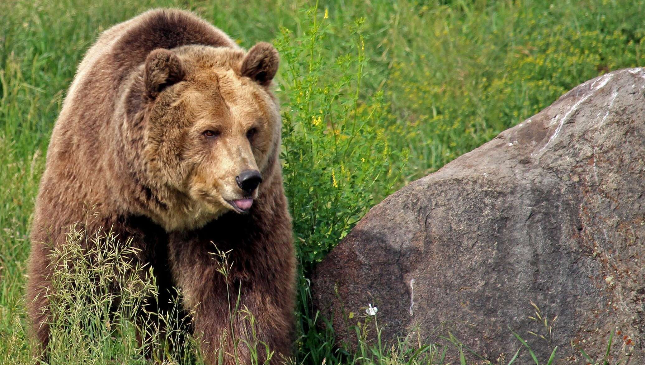 Bear better. Медведь Гризли. Гризли в Монтане. Джон Гризли. Медведи Гризли Монтан.