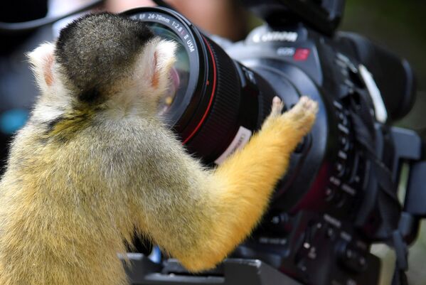 Боливийский саймири смотрит в объектив камеры в лондонском зоопарке, Великобритания - Sputnik Азербайджан