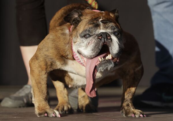Английский бульдог Zsa Zsa, объявленный победителем конкурса Самая уродливая собака в Калифорнии - Sputnik Азербайджан