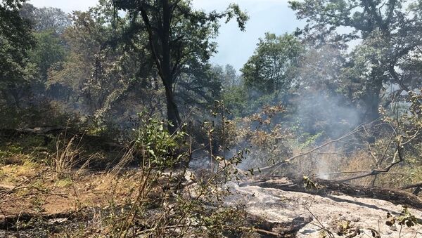 Лесные пожары на территории Ярдымлинского района - Sputnik Азербайджан