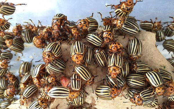 Нашествие колорадского жука на картофельные поля в Гедабейском районе - Sputnik Азербайджан